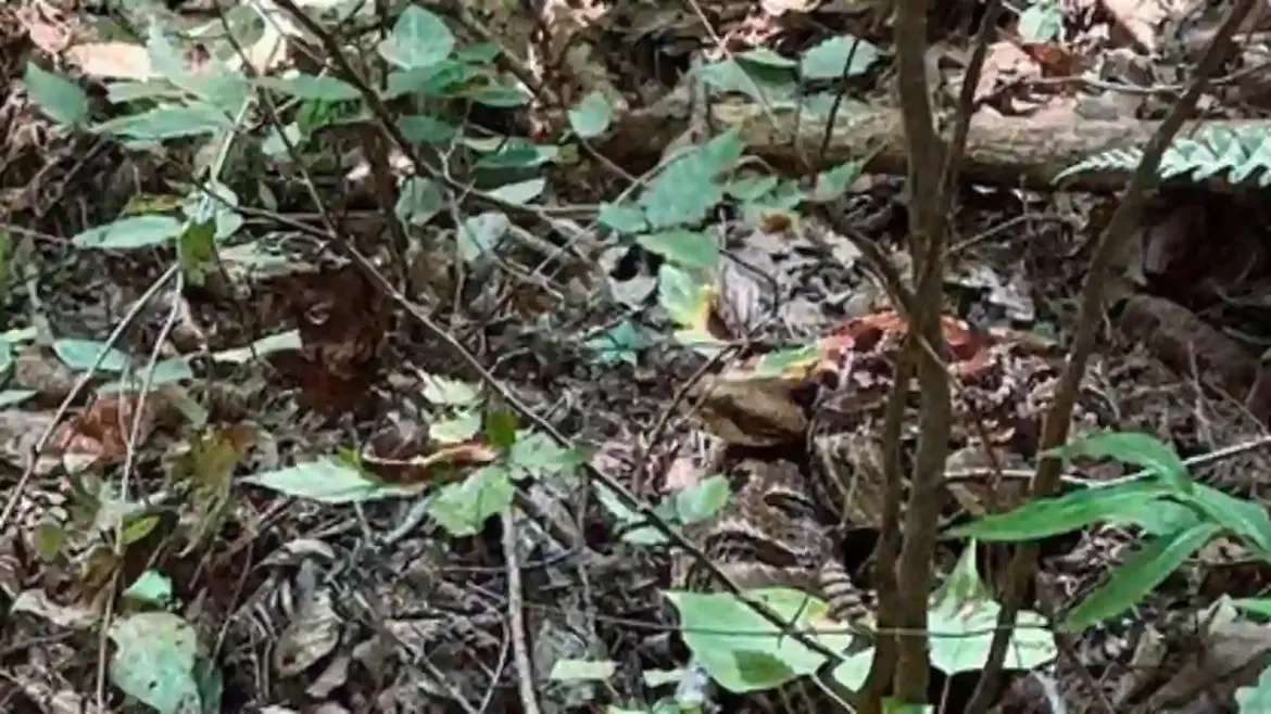 Alabama hiker captures massive rattlesnake crossing trail at Oak Mountain State Park during early morning walk