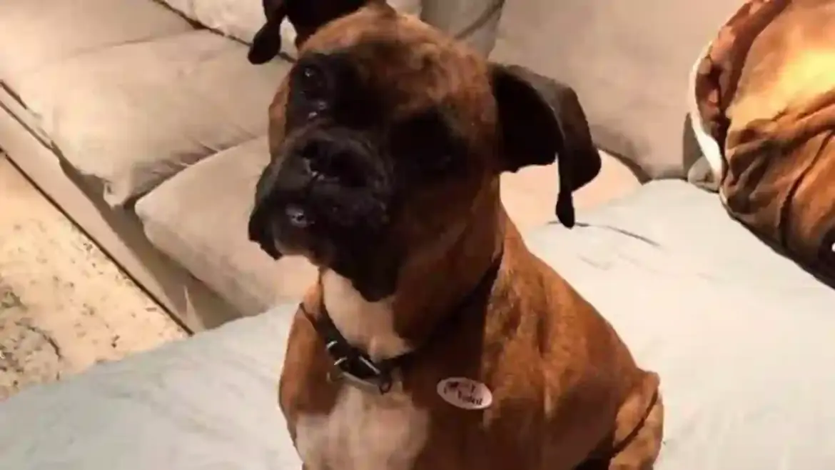 California Woman Faces Felony Charges After Registering Her Dog to Vote in Orange County State Elections