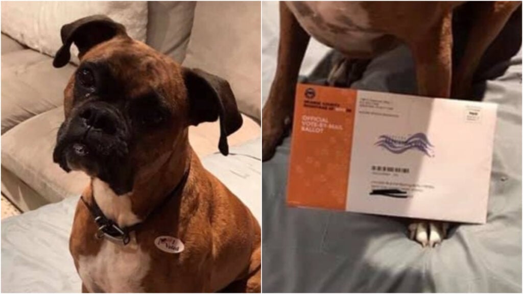 California woman faces felony charges after registering her dog to vote and sharing ballot photos online in Costa Mesa
