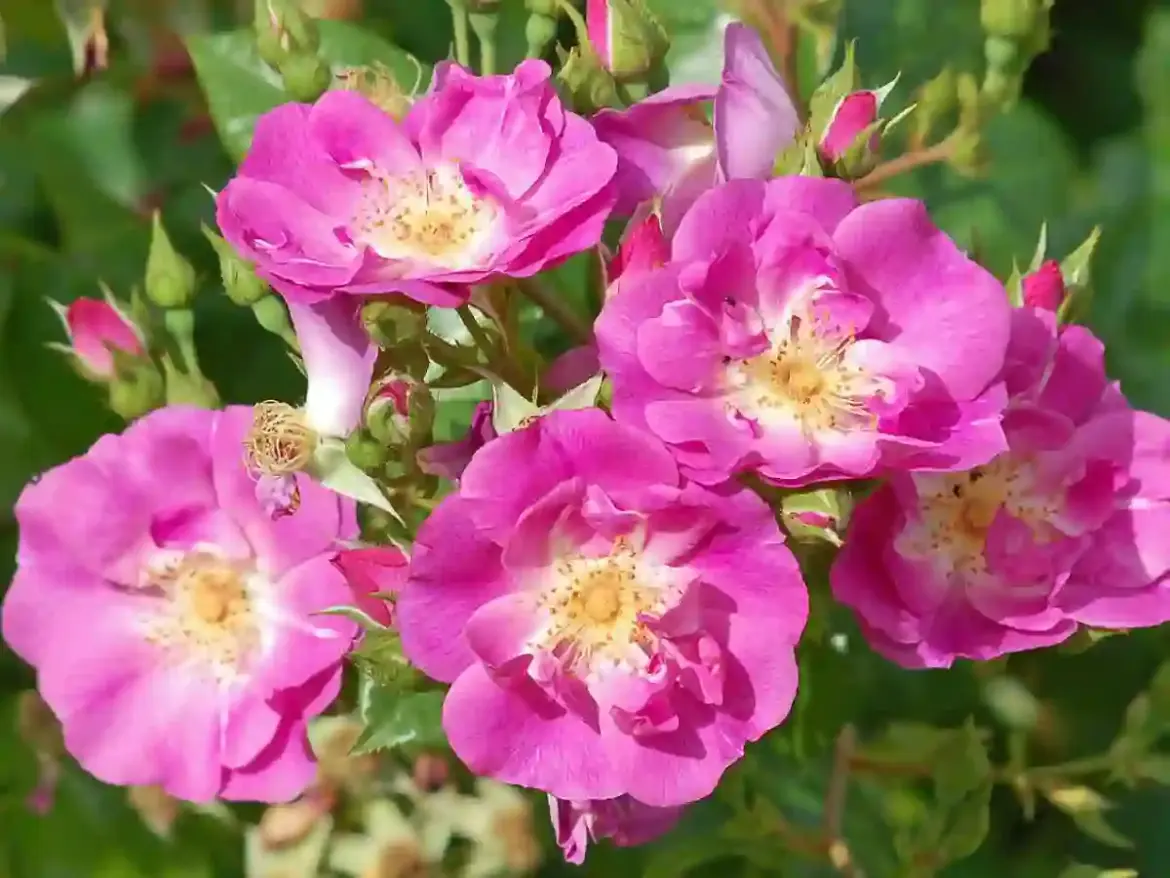 Canadian gardeners embrace hardy roses that survive harsh winters and brighten local gardens with vibrant blooms