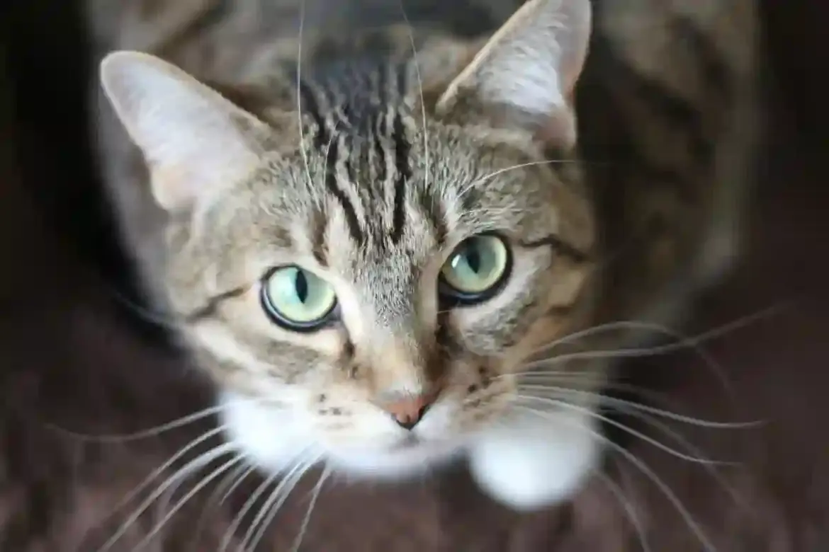 Cat Lovers Flock to Cape Town to Experience Curiosity Cat Café and Meet Friendly Siberian Cats