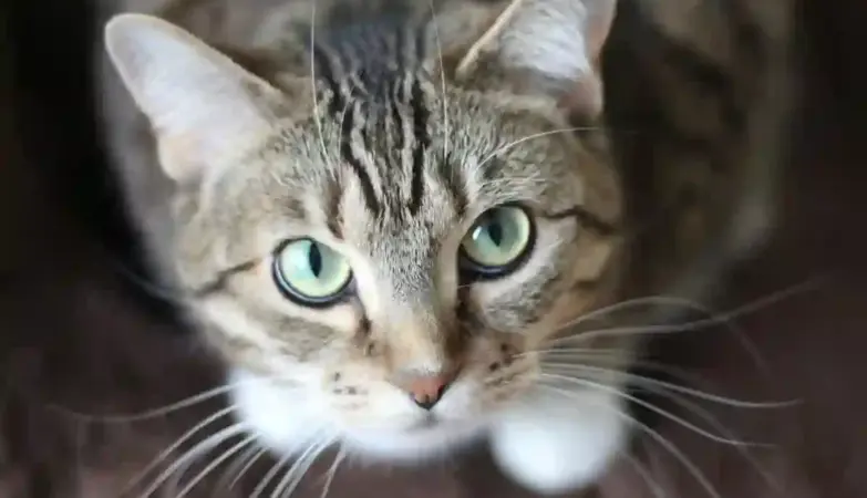 Cat Café