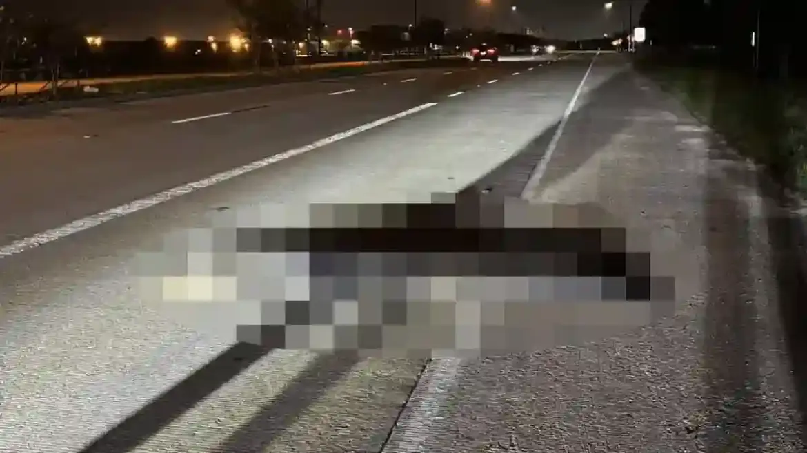 Eight foot alligator surprises drivers as it wanders onto busy highway in Sugar Land Texas on Labor Day night