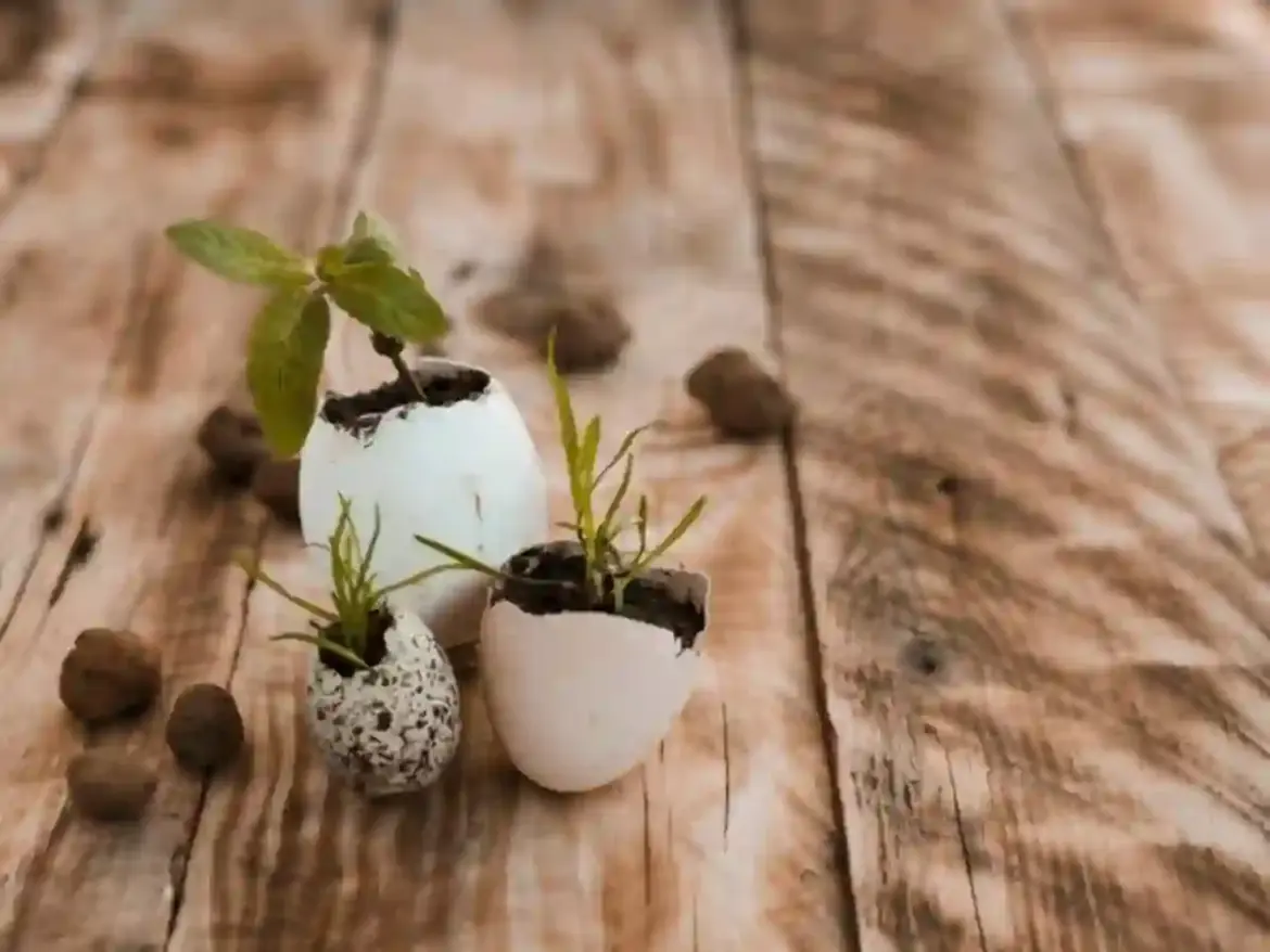 Gardeners continue to debate the practice of burying whole eggs in planting holes across the United Kingdom