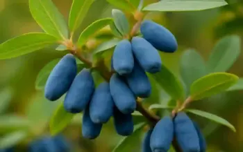 Gardeners Boost