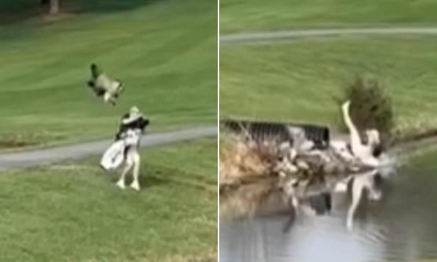 Rogue goose attacks unsuspecting college golfer and sends him crashing into a water hazard during a tournament in Hagerstown Maryland