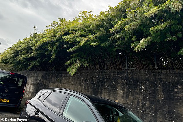 Japanese Knotweed spreads rapidly near railway lines in Newport and leaves a Welsh developer struggling with soaring removal bills and long term monitoring plans