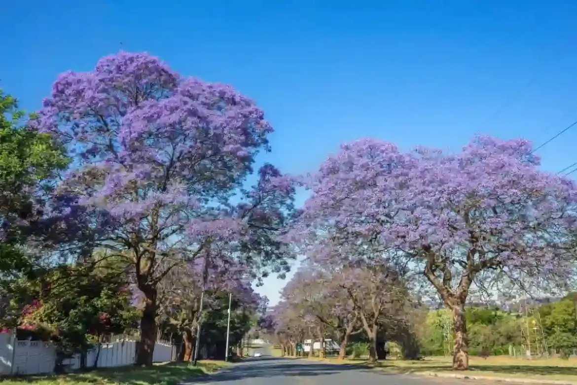 Johannesburg suburb Linden earns global recognition as TimeOut ranks it among the coolest neighbourhoods in the world