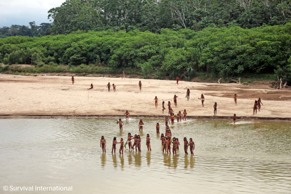 Fears grow as the Mashco Piro tribe faces deadly risk from common illnesses after being spotted near Indigenous villages in the Peruvian Amazon rainforest