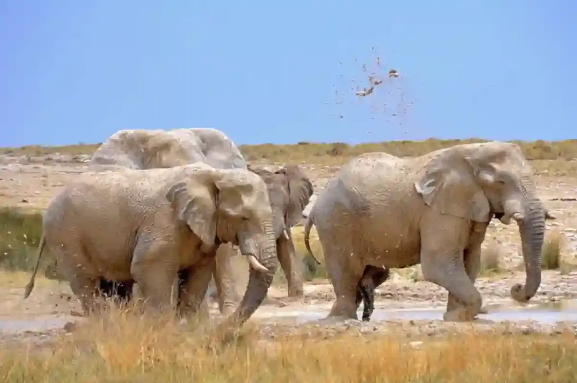 Namibia deploys soldiers helicopters and emergency crews as wildfire destroys vast parts of Etosha National Park