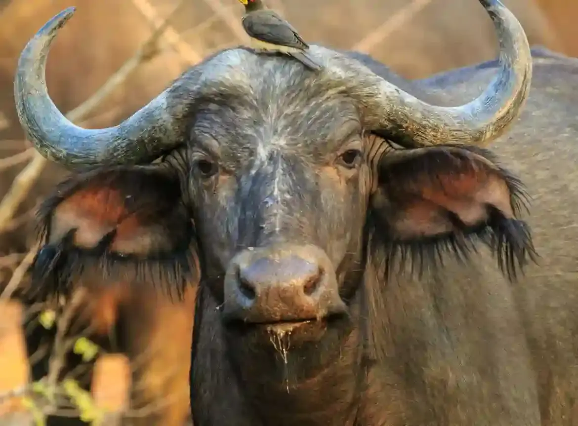 Namibian authorities confirm mass buffalo deaths as herd flees lions from Botswana into the Chobe River