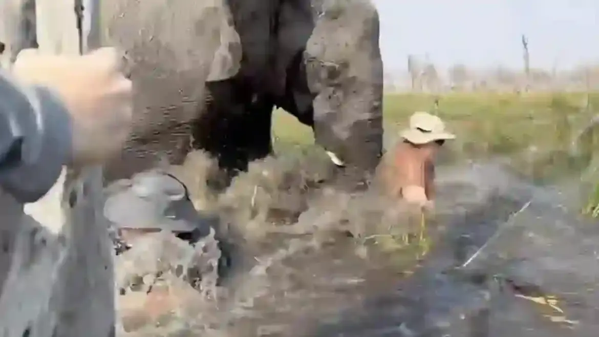 Rampaging elephant flips safari canoes and knocks British and American tourists into crocodile waters in Botswana’s Okavango Delta