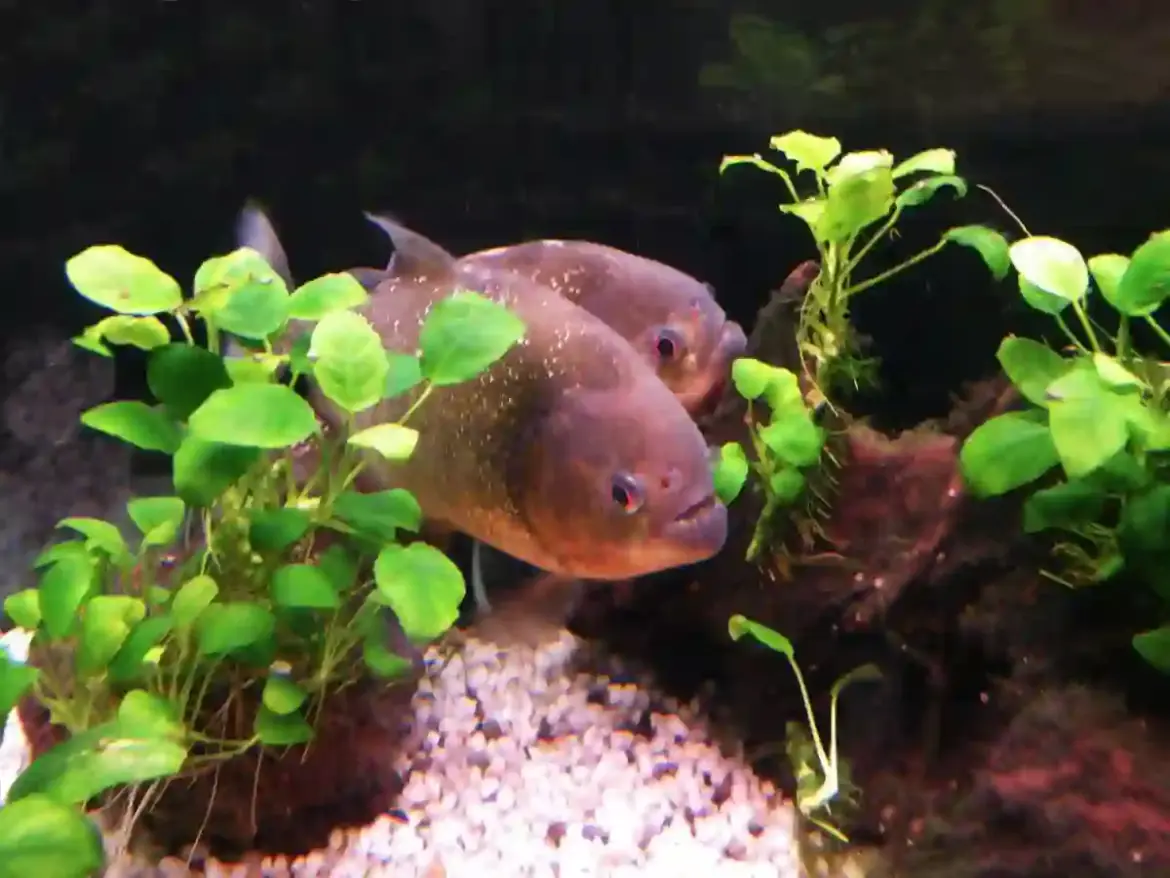 Roosevelt expedition myth turns piranhas into feared killers in the Amazon despite shy nature of the fish
