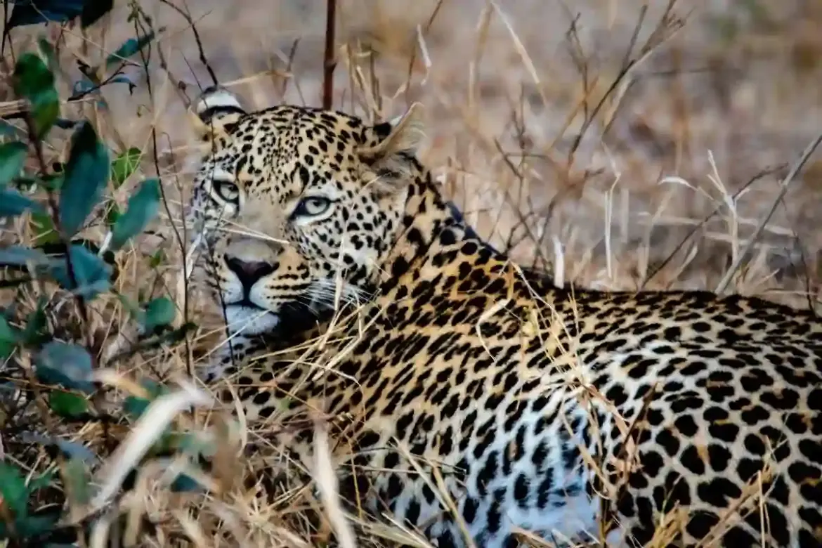 Thousands of South Africans crowd Kruger National Park during SANParks Free Week holiday in South Africa