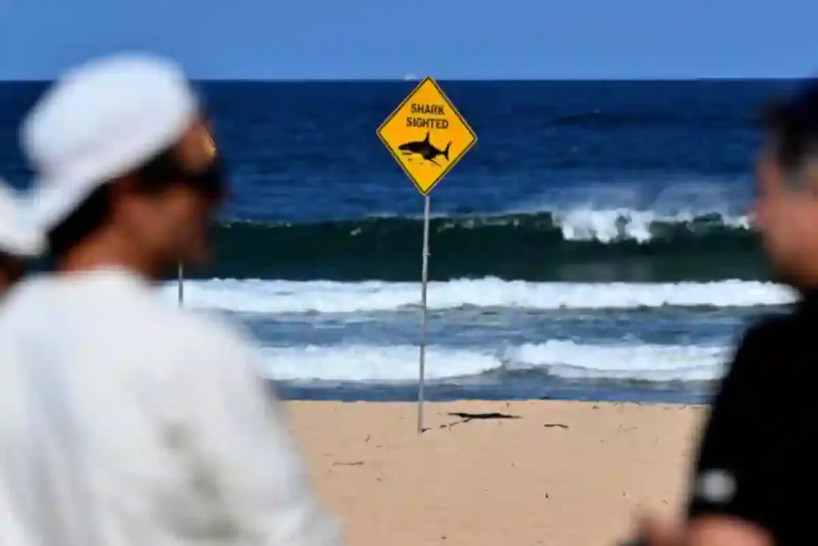Sydney community mourns after a 57 year old surfer is fatally attacked by a shark while riding waves off Long Reef