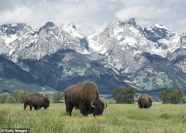 Ecologists Report Bison Revive Traditional Seasonal Routes and Boost Nutritional Quality of Grasslands Across the United States