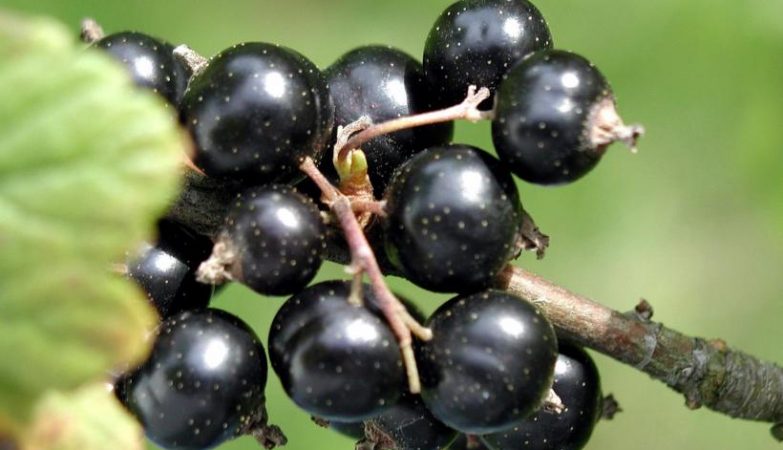Gardeners Boost Currant Bush Health in Autumn Using Organic Fertilizers Across Home Gardens in Europe and North America 1 Autumn