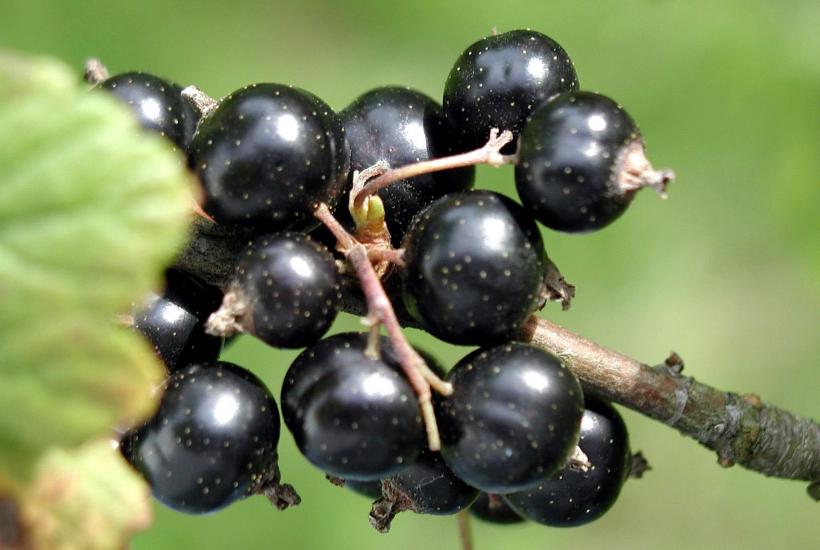 Gardeners Boost Currant Bush Health in Autumn Using Organic Fertilizers Across Home Gardens in Europe and North America 3 Gardeners Boost Currant Bush Health in Autumn Using Organic Fertilizers Across Home Gardens in Europe and North America