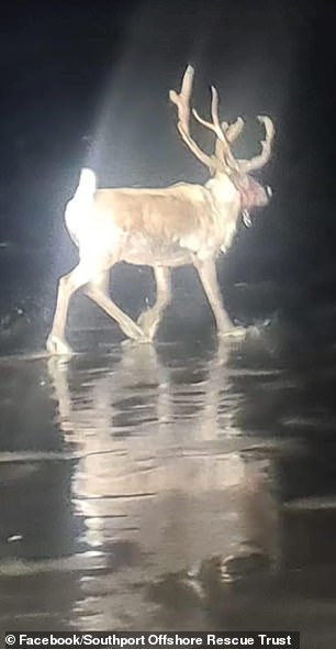 Emergency Teams Rescue Runaway Reindeer from Beach and Dunes in Formby Merseyside After Christmas Event Chaos