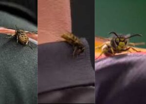 Ally Pally Darts Match Descends Into Wasp Chaos