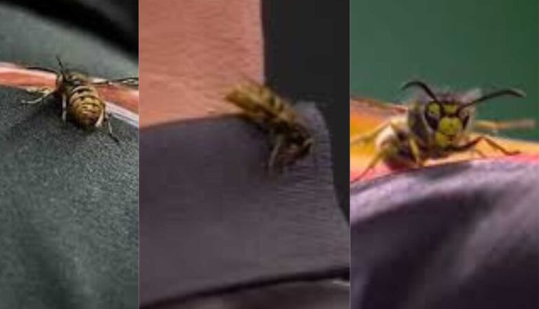 Ally Pally Darts Match Descends Into Wasp Chaos