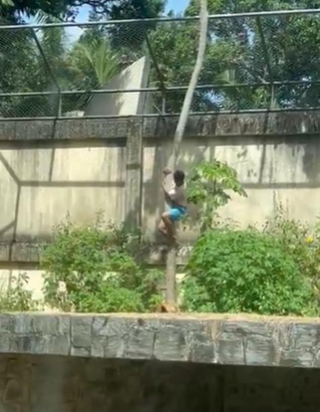 Teenager climbs into lioness enclosure and suffers fatal mauling at Arruda Câmara Park in João Pessoa