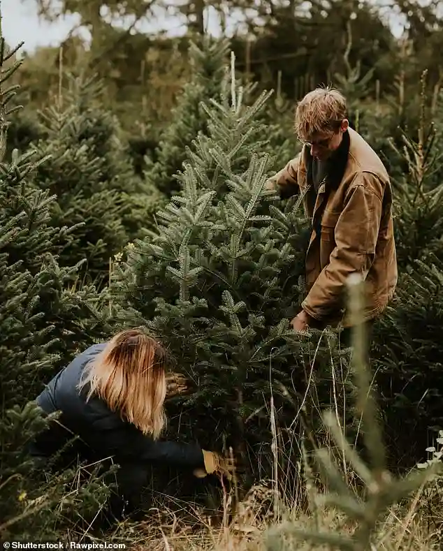 Christmas Tree Growers Warn Britons That Drought-Stressed Fir and Spruce Trees Could Lose All Their Needles Before December 25 Across the UK