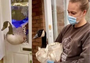 Goose Crashes Through Woman’s Door in Leicestershire