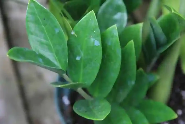 Grow Zamioculcas