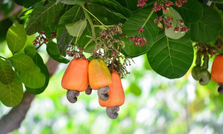 Cashew Farm