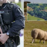 Cheshire farm sees mass sheep deaths after dog attack