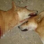 Animal Rights Groups Accuse Morocco of Planning Mass Stray Dog Killings Ahead of 2030 FIFA World Cup in Marrakech and Agadir