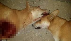Animal Rights Groups Accuse Morocco of Planning Mass Stray Dog Killings Ahead of 2030 FIFA World Cup in Marrakech and Agadir