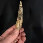 Scientists Uncover Massive Dinosaur Skull That Resembles a Dragon in the Sahara Desert of Africa