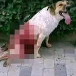 Morocco Faces Global Backlash as Animal Rights Groups Accuse Authorities of Mass Killing of Stray Dogs Ahead of 2030 World Cup