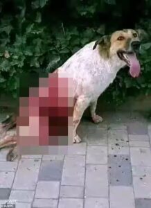 Morocco Faces Global Backlash as Animal Rights Groups Accuse Authorities of Mass Killing of Stray Dogs Ahead of 2030 World Cup