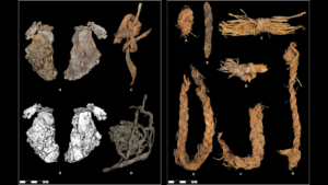 Prehistoric Sewn Elk Hide