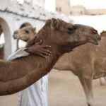 Twenty camels are disqualified from beauty pageant in Muscat after officials discover Botox and silicone enhancements used to alter appearance