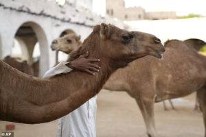 Twenty camels are disqualified from beauty pageant in Muscat after officials discover Botox and silicone enhancements used to alter appearance