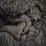 Wildlife Photographer