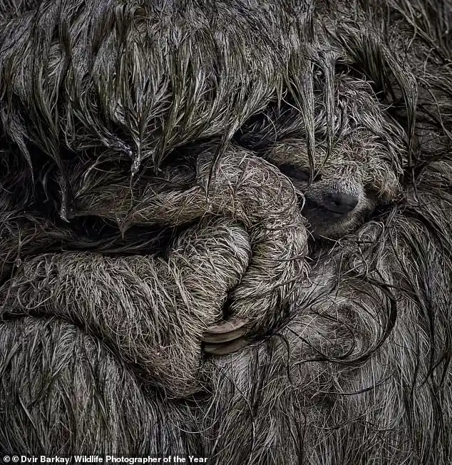 Wildlife Photographer