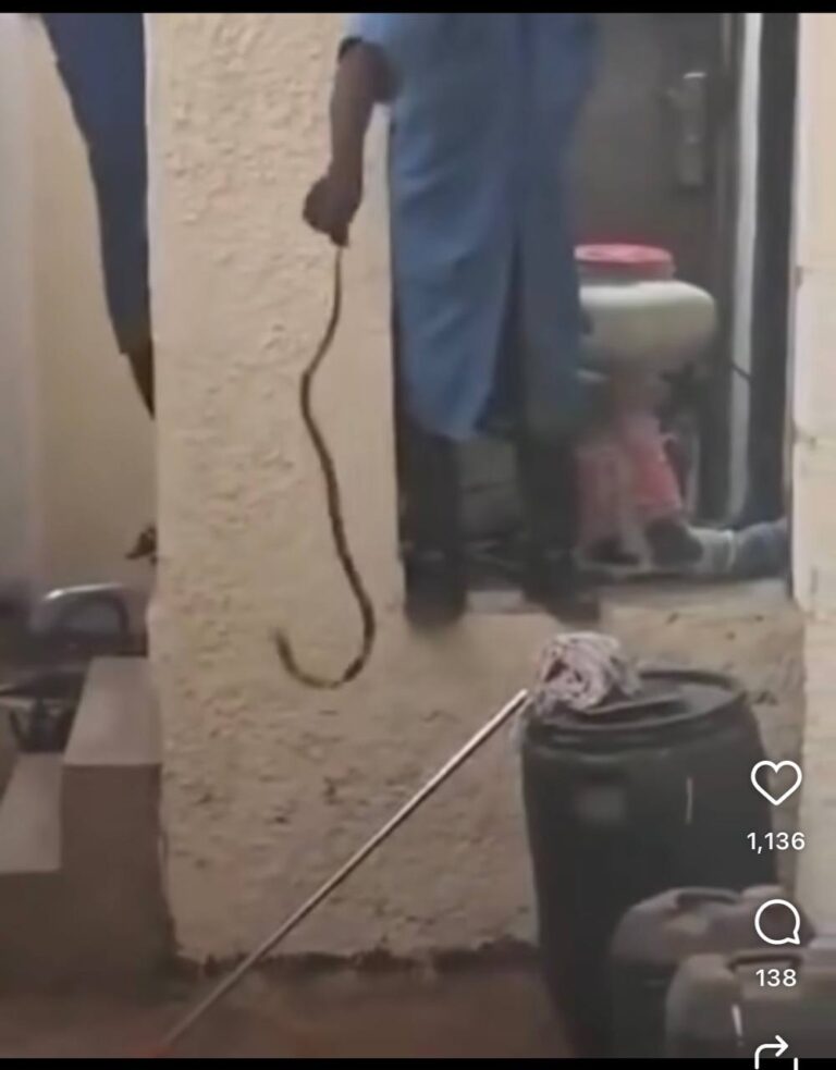 Snake
