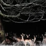 Ireland Prepares for Arctic Blast as Meteorologists Warn Temperatures Will Plunge Below Freezing Across the Country Later This Week