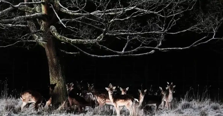 Ireland Prepares for Arctic Blast as Meteorologists Warn Temperatures Will Plunge Below Freezing Across the Country Later This Week