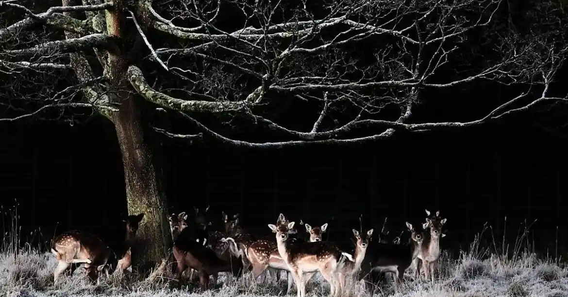 Ireland Prepares for Arctic Blast as Meteorologists Warn Temperatures Will Plunge Below Freezing Across the Country Later This Week
