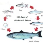 Atlantic Salmon Life Cycle