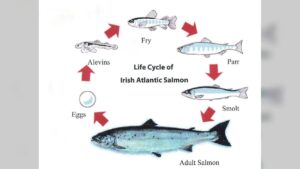 Atlantic Salmon Life Cycle