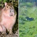 Capybara Samba