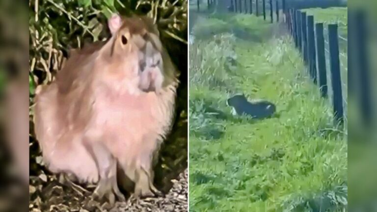 Capybara Samba