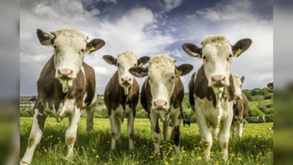 Defra Confirms Bluetongue Cases Threaten Livestock Across England and Wales